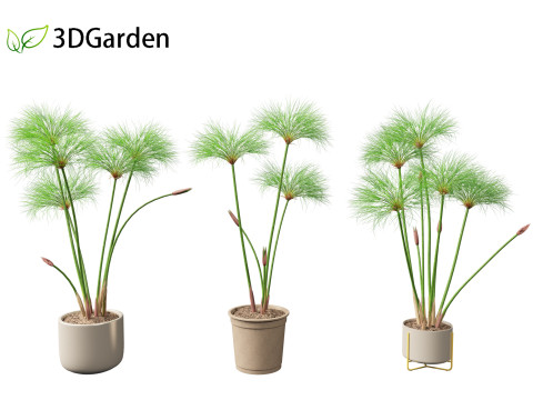 Cyperus papyrus - Bulrush 03 3D Modell