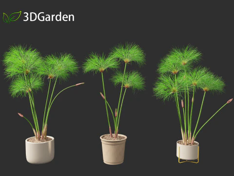 Cyperus papyrus - Bulrush 03 3D Model