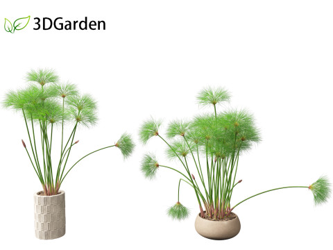 Cyperus papyrus - Bulrush 03 3D Modell