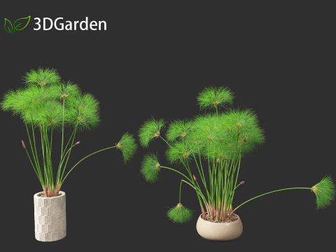 Cyperus papyrus - Bulrush 03 3D Model