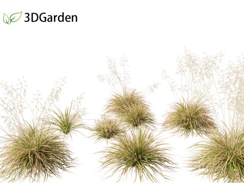 Deschampsia cespitosa Northern Lights &ndash; B&uuml;scheliges Haargras 01 3D Modell