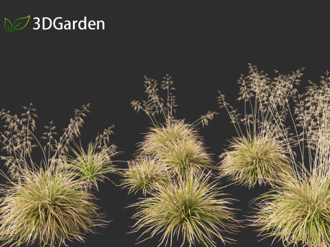 Deschampsia cespitosa Northern Lights - Tufted Hair Grass 01 3D 모델