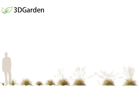 Deschampsia cespitosa Northern Lights - Tufted Hair Grass 01 3D 모델