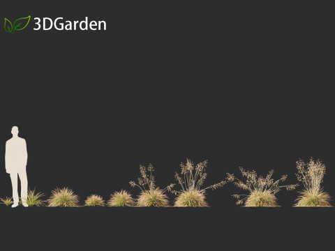 Deschampsia cespitosa Northern Lights - Tufted Hair Grass 01 3D 모델