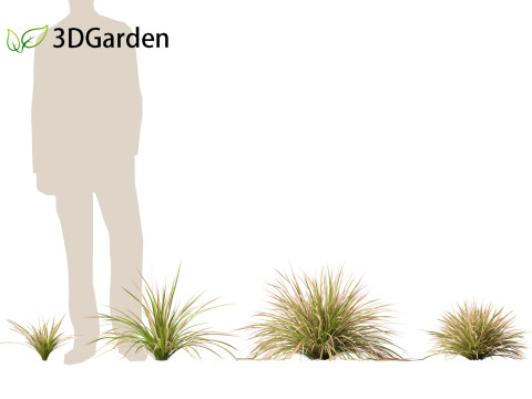 Deschampsia cespitosa Northern Lights - Tufted Hair Grass 01 3D 모델