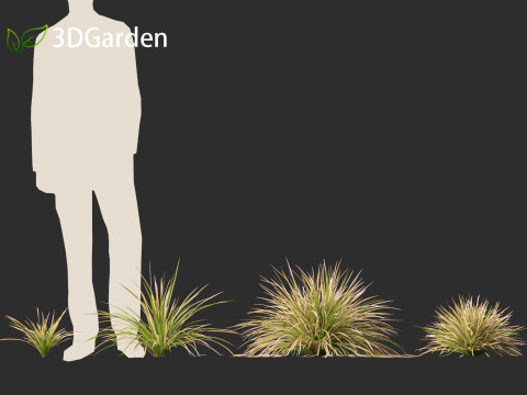 Deschampsia cespitosa Northern Lights - Tufted Hair Grass 01 3D 모델