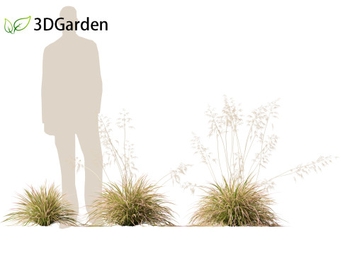 Deschampsia cespitosa Northern Lights - Tufted Hair Grass 01 3D 모델
