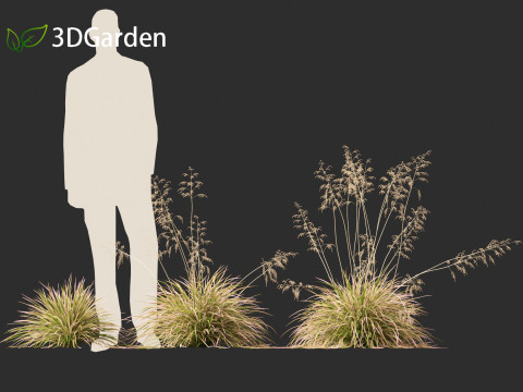 Deschampsia cespitosa Northern Lights - Tufted Hair Grass 01 3D 모델