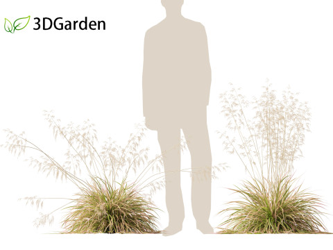 Deschampsia cespitosa Northern Lights - Tufted Hair Grass 01 3D 모델