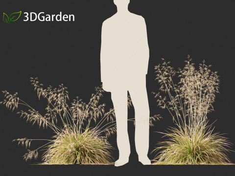 Deschampsia cespitosa Northern Lights - Tufted Hair Grass 01 3D 모델