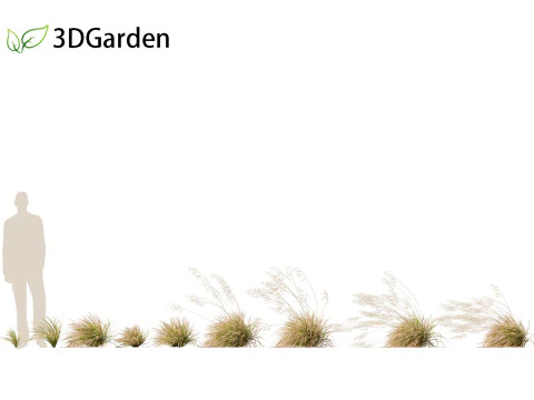 Deschampsia cespitosa Northern Lights - Tufted Hair Grass 02 3D Model