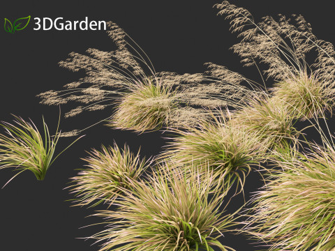 Deschampsia cespitosa Northern Lights - Tufted Hair Grass 02 Modelo 3D