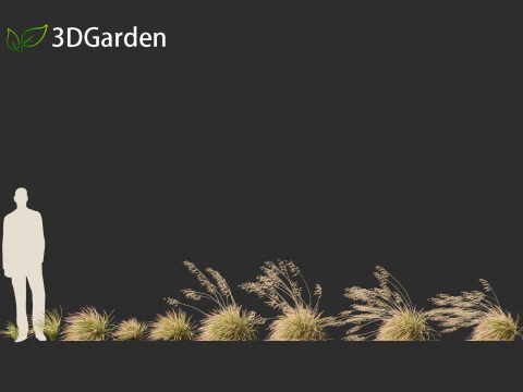 Deschampsia cespitosa Northern Lights - Tufted Hair Grass 02 3D Model