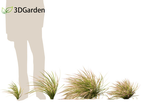 Deschampsia cespitosa Northern Lights - Tufted Hair Grass 02 Modelo 3D