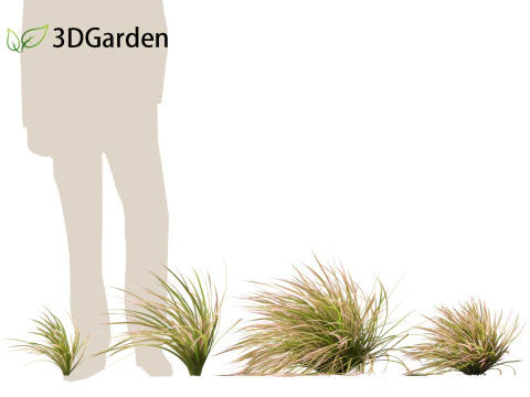 Deschampsia cespitosa Northern Lights - Tufted Hair Grass 02 3D Model
