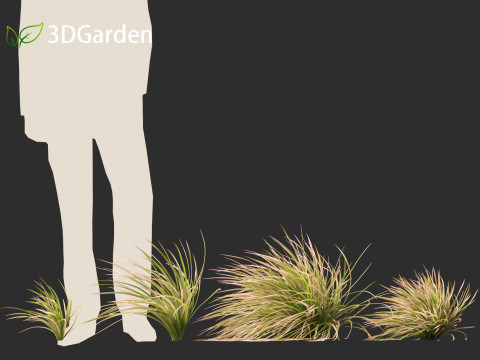 Deschampsia cespitosa Northern Lights - Tufted Hair Grass 02 Modelo 3D