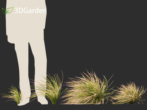 Deschampsia cespitosa Northern Lights - Tufted Hair Grass 02 3D Model