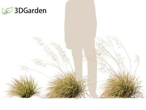 Deschampsia cespitosa Northern Lights - Tufted Hair Grass 02 3D Model