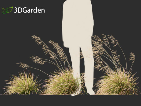 Deschampsia cespitosa Northern Lights - Tufted Hair Grass 02 3D Model