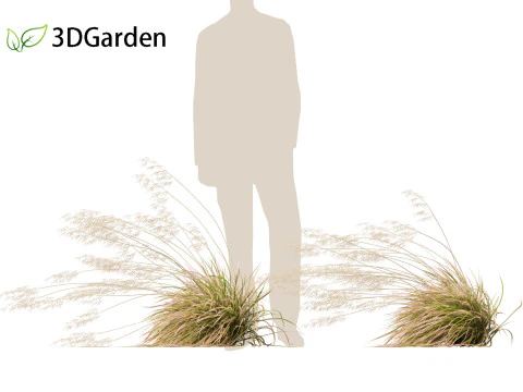 Deschampsia cespitosa Northern Lights - Tufted Hair Grass 02 3D Model