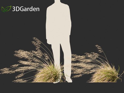 Deschampsia cespitosa Northern Lights - Tufted Hair Grass 02 Modelo 3D