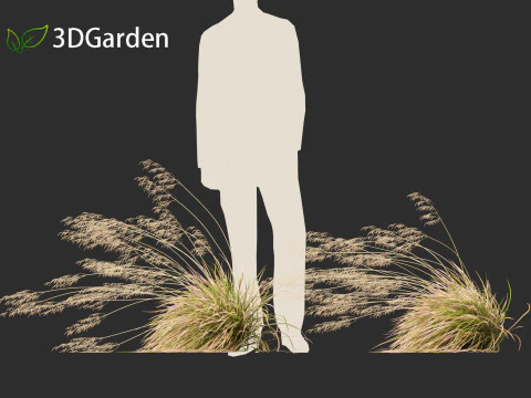 Deschampsia cespitosa Northern Lights - Tufted Hair Grass 02 3D Model