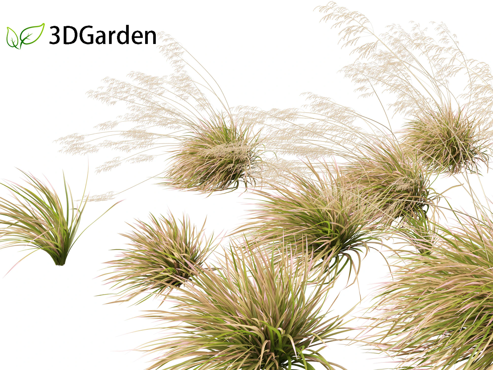 Deschampsia cespitosa Northern Lights - Tufted Hair Grass 02 3D Model .c4d .max .obj .3ds .fbx .stl .blend 