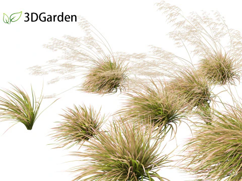 Deschampsia cespitosa Northern Lights &ndash; B&uuml;scheliges Haargras 02 3D Modell