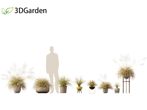 Deschampsia cespitosa Northern Lights - Tufted Hair Grass 03 3D Model