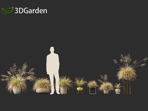 Deschampsia cespitosa Northern Lights - Tufted Hair Grass 03 3D Model