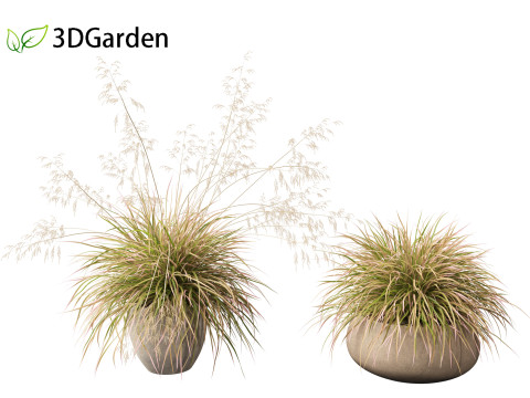 Deschampsia cespitosa Northern Lights - Tufted Hair Grass 03 3D Model