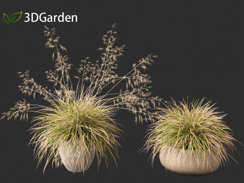 Deschampsia cespitosa Northern Lights - Tufted Hair Grass 03 3D Model