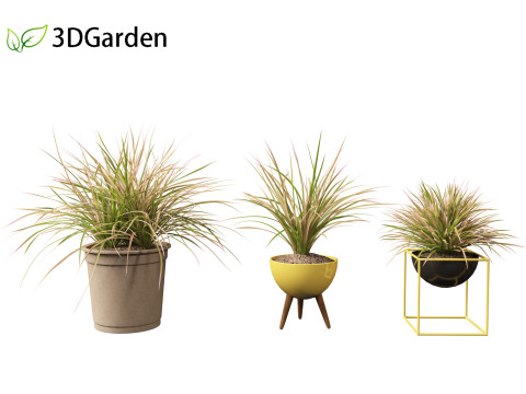 Deschampsia cespitosa Northern Lights - Tufted Hair Grass 03 3D Model