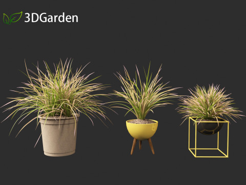Deschampsia cespitosa Northern Lights - Tufted Hair Grass 03 3D Model