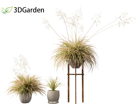 Deschampsia cespitosa Northern Lights - Tufted Hair Grass 03 3D Model