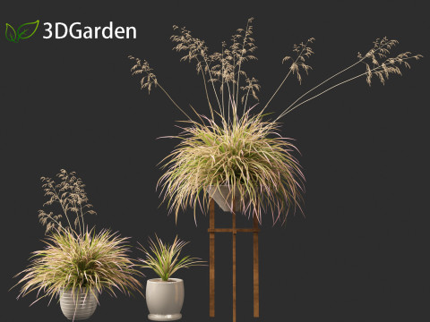 Deschampsia cespitosa Northern Lights - Tufted Hair Grass 03 3D Model
