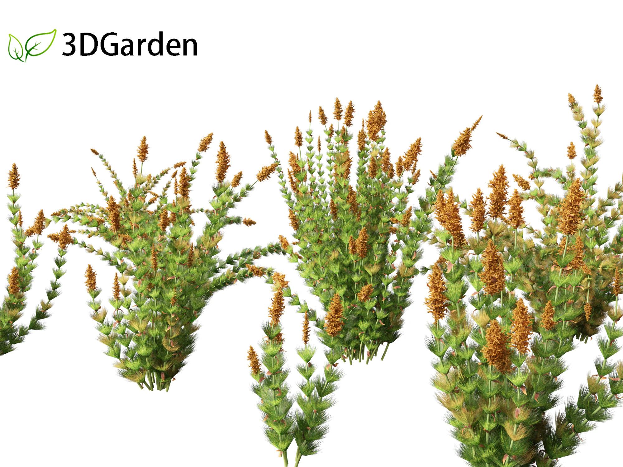 Elegia capensis - Horsetail restio 3D Model .c4d .max .obj .3ds .fbx .stl .blend