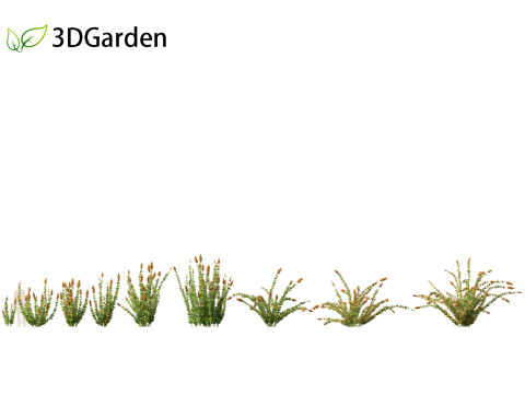 Elegia capensis - Horsetail restio 3Dモデル