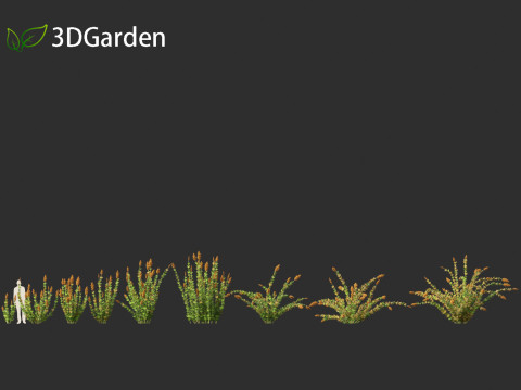 Elegia capensis - Horsetail restio 3Dモデル