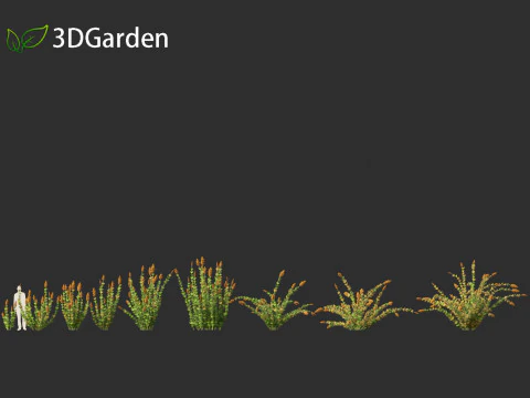 Elegia capensis - Horsetail restio 3D Model