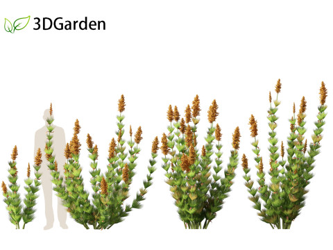 Elegia capensis - Horsetail restio 3Dモデル