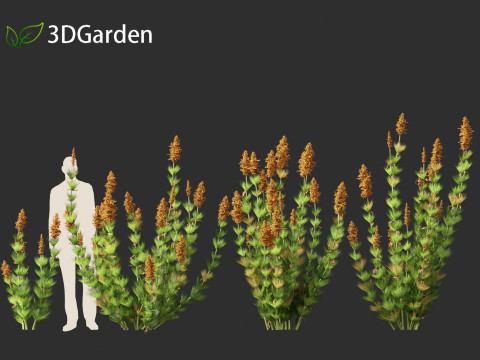 Elegia capensis - Horsetail restio 3Dモデル