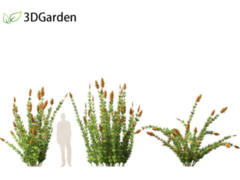 Elegia capensis - Horsetail restio 3D Model