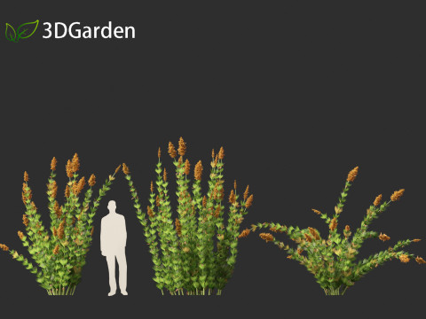 Elegia capensis - Horsetail restio 3Dモデル