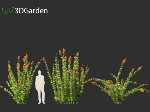 Elegia capensis - Horsetail restio 3D Model
