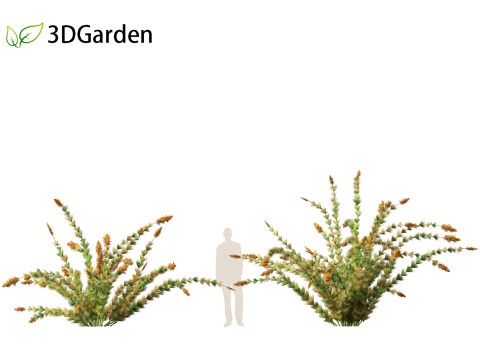 Elegia capensis - Horsetail restio 3Dモデル