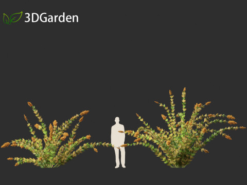 Elegia capensis - Horsetail restio 3Dモデル