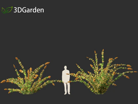 Elegia capensis - Horsetail restio 3D Model