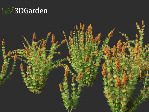 Elegia capensis - Horsetail restio 3Dモデル