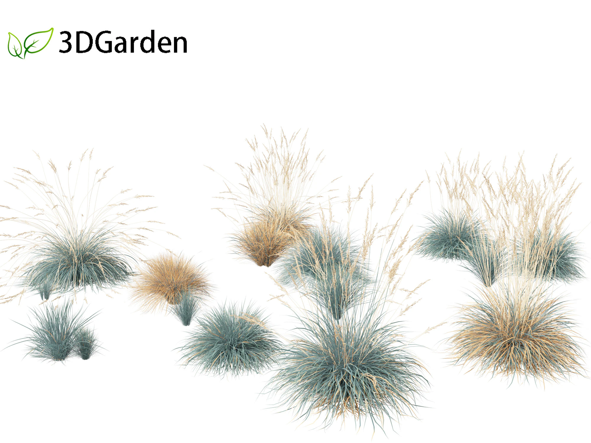 Helictotrichon sempervirens - Blue oat grass 01 3D Model .c4d .max .obj .3ds .fbx .stl .blend 